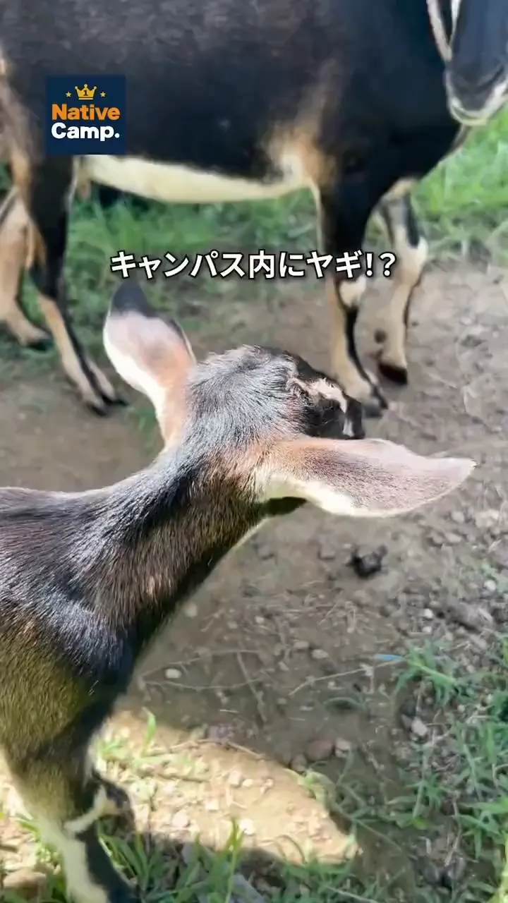のサムネイル